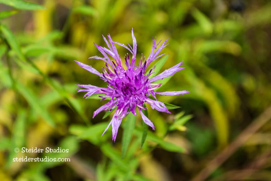 Steider Studios.Knapweed.10.25.16.jpg