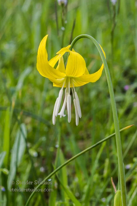 Steider Studios.Glacier Lily.4.23.17.jpg