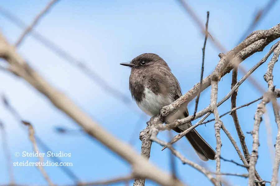 Black Phoebe — Steider Studios