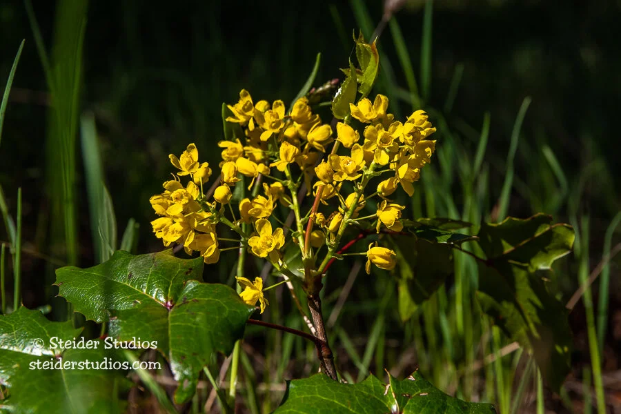 Steider Studios.Oregon Grape.5.7.20.jpg