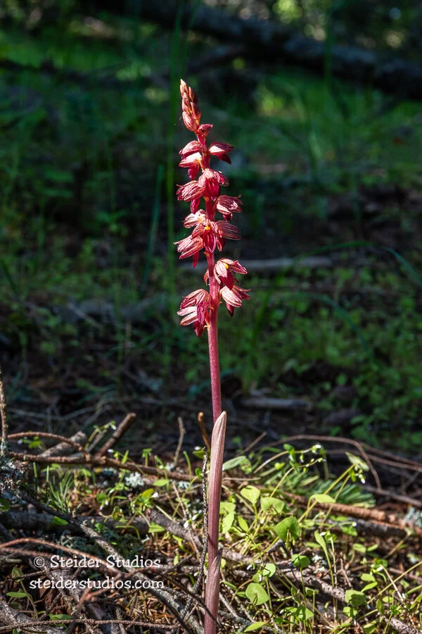 Steider Studios.Wild Orchid?.5.7.20.jpg