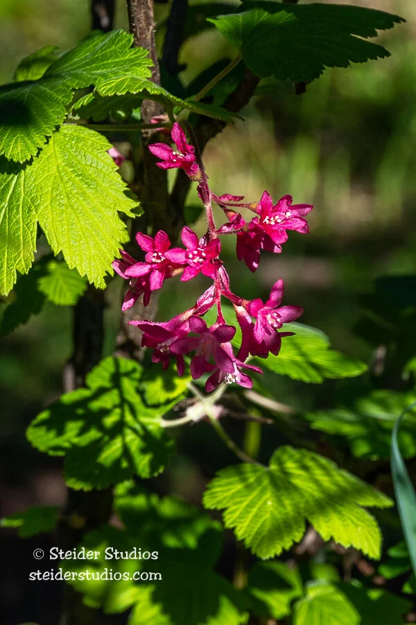 Steider Studios.Ribes.5.7.20.jpg
