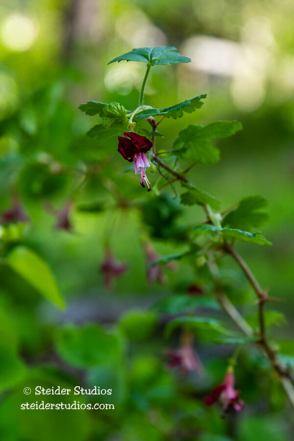 Steider Studios.Wildflower.5.7.20.jpg