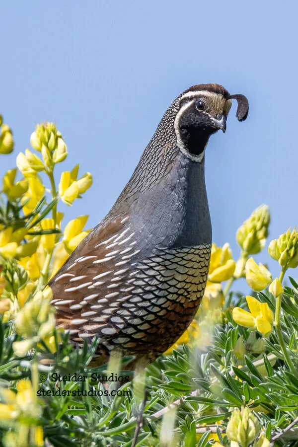 Steider Studios.Quail.5.19.18.jpg