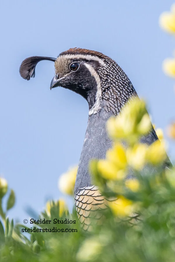 Steider Studios.Quail.5.19.18-2.jpg