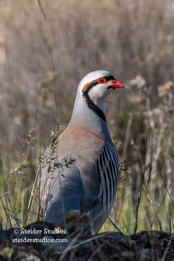 Steider Studios.Chukar.4.26.18.jpg