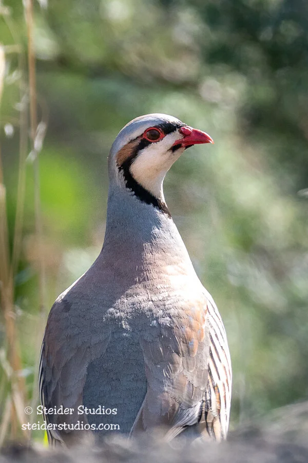 Steider Studios.Chukar.4.27.18.jpg