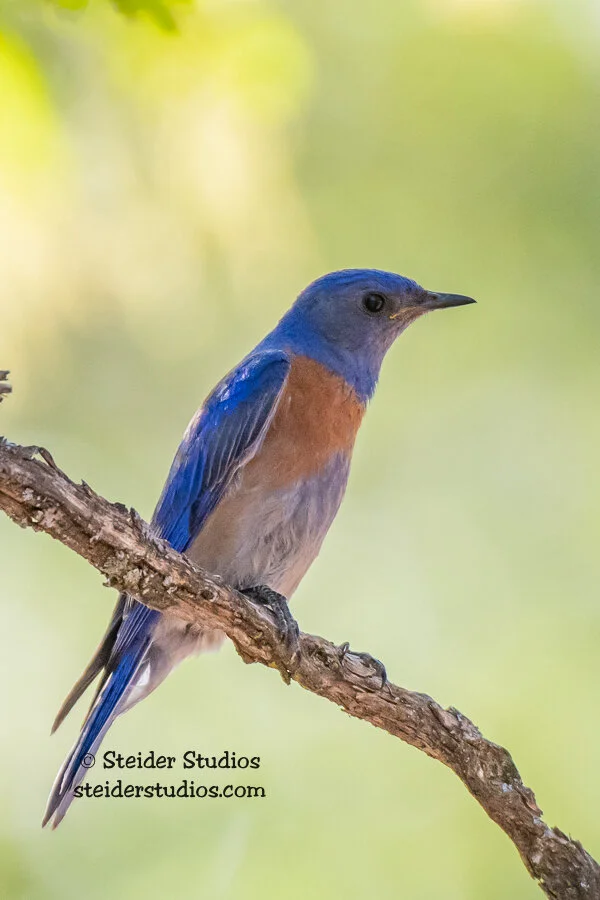 Steider Studios.Western Bluebird.5.13.18-2.jpg