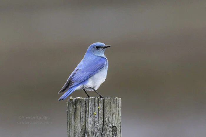Steider Studios.Mountain Bluebird.Conboy3.20.17-3.jpg