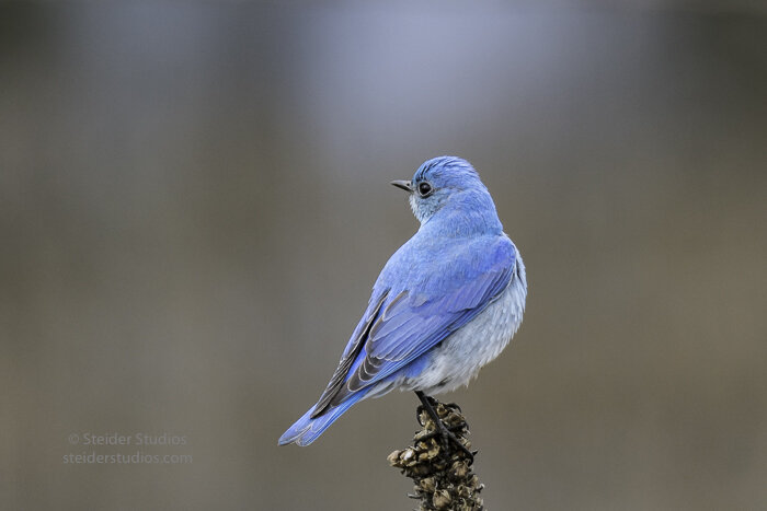 Steider Studios.Mountain Bluebird.Conboy3.20.17-7.jpg