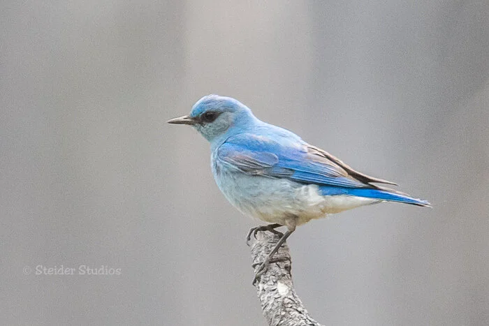 Steider Studios.Mountain Bluebird.6.8.18.jpg