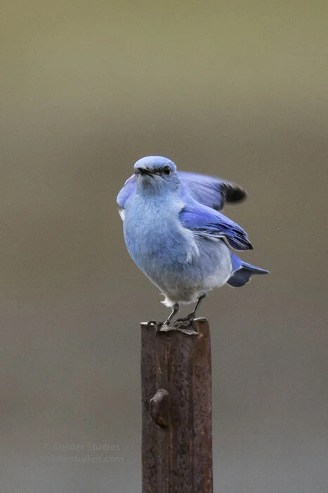 Steider Studios.Mountain Bluebird.Conboy3.20.17-11.jpg
