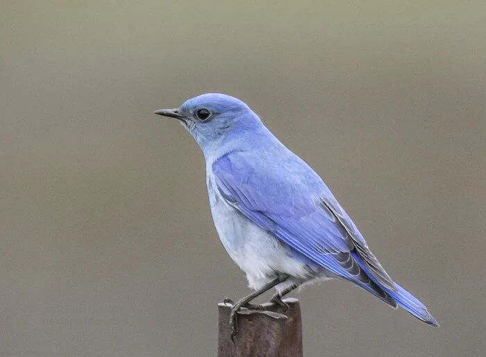 Steider Studios.Mtn Bluebird.horiz.2.20.17.jpg