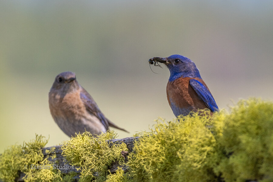 Steider Studios.W Bluebird.6.3.18-3.jpg