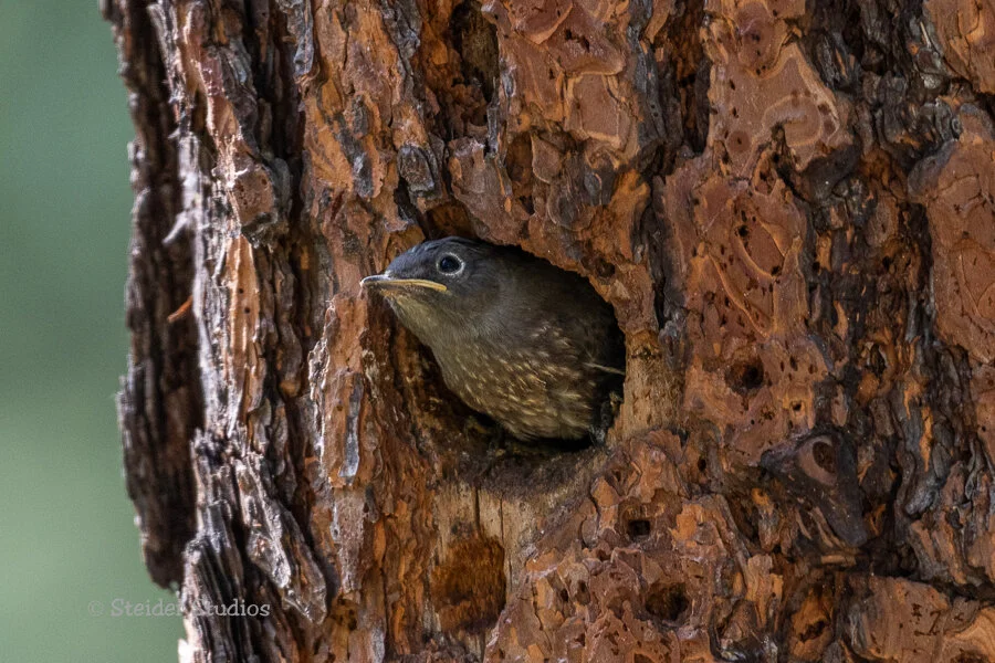 Steider Studios.Western Bluebird Baby.6.20.19.jpg