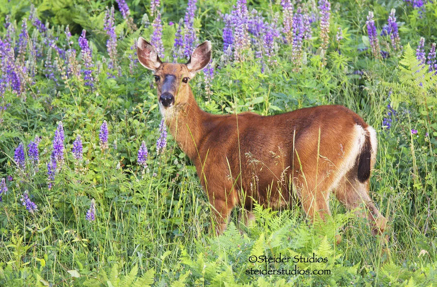 Steider Studios.Deer in Field of Lupine.June.2014.jpg