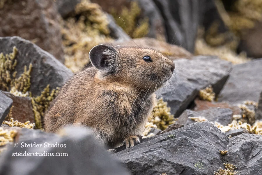 Steider Studios.Pika.McClellan.7.8.20-11.jpg