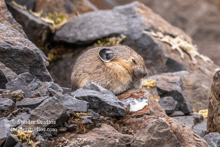 American Pika Sleeping — Steider Studios American Pika Sleeping — Steider Studios