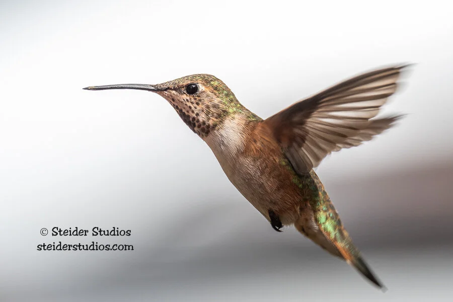 Steider Studios.Birds.5.11.19-6.jpg