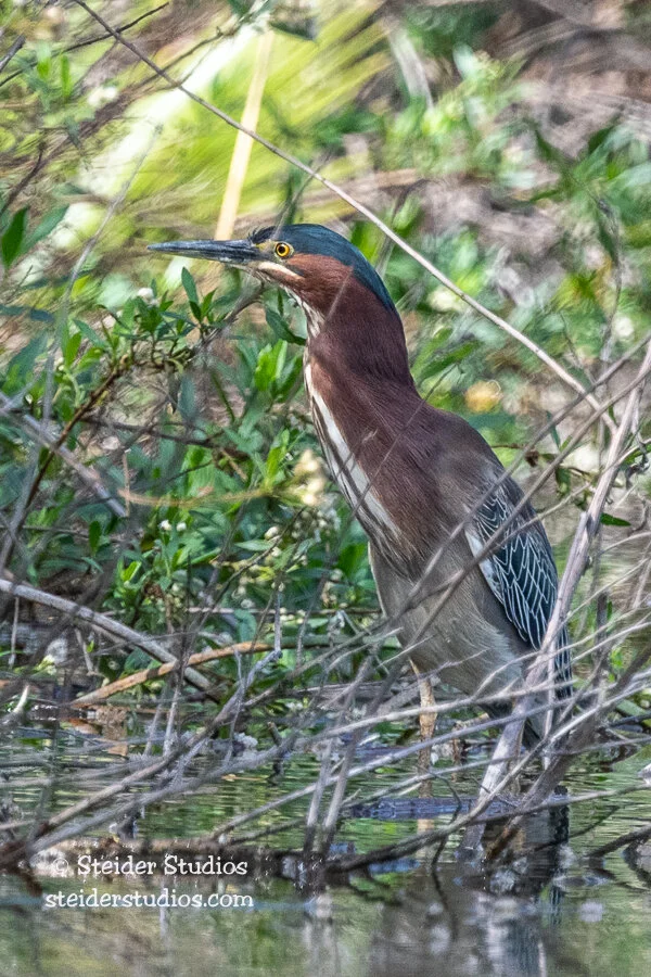 Steider Studios.Green Heron.2.29.20.jpg