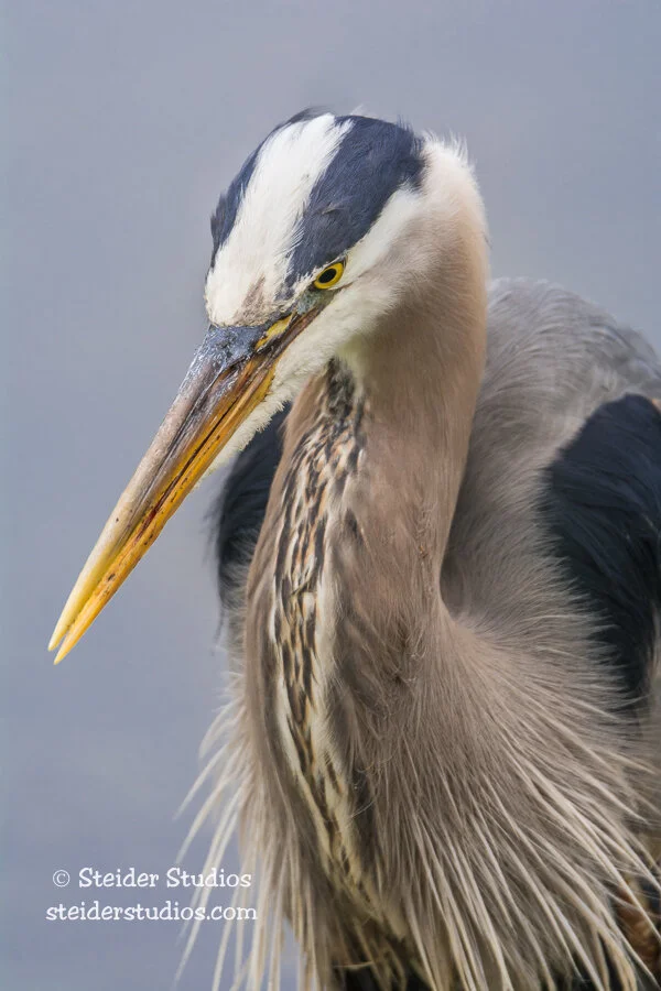 Steider Studios.Heron Portrait.5.15.15-2.jpg