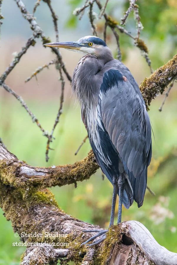 Steider Studios.Heron on Log.9.23.14.jpg