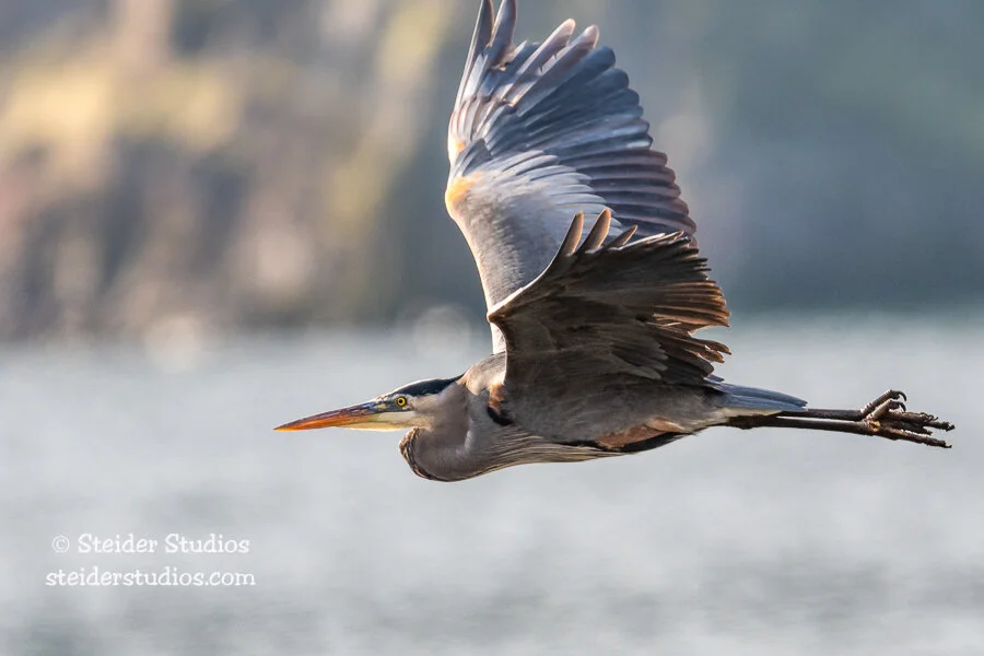 Steider Studios.Heron.1.10.19.jpg
