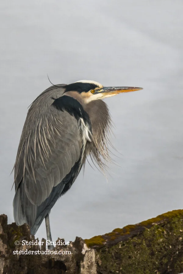 Steider Studios.Birding.1.26.16-2.jpg