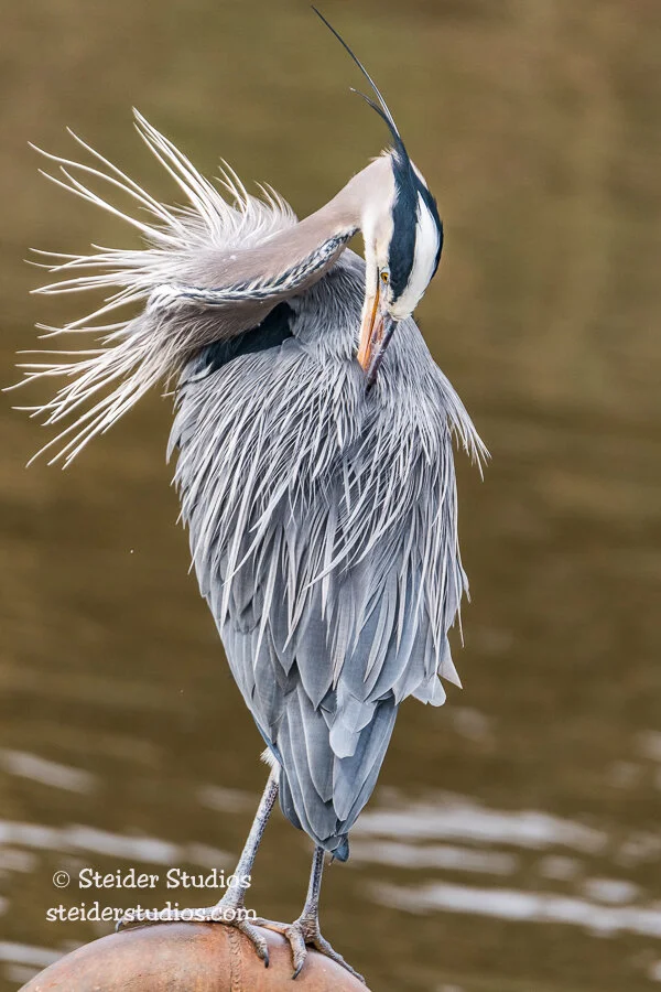Steider Studios.Heron.3.28.17-2.jpg