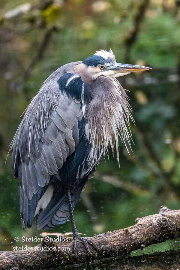 Steider Studios.Heron on log.10.30.18.jpg