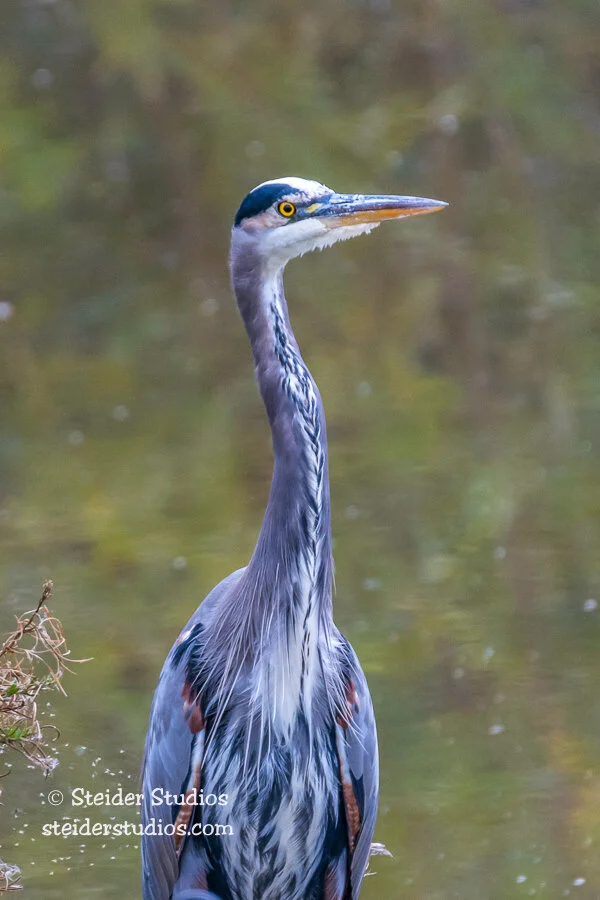 Steider Studios.Heron.11.3.14.jpg