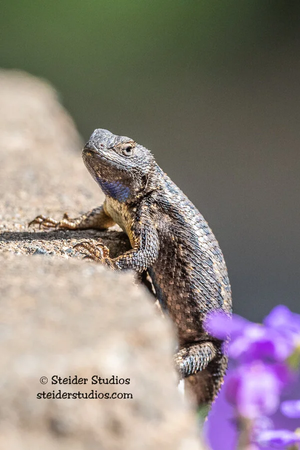 Steider Studios.Lizard.4.28.20.jpg