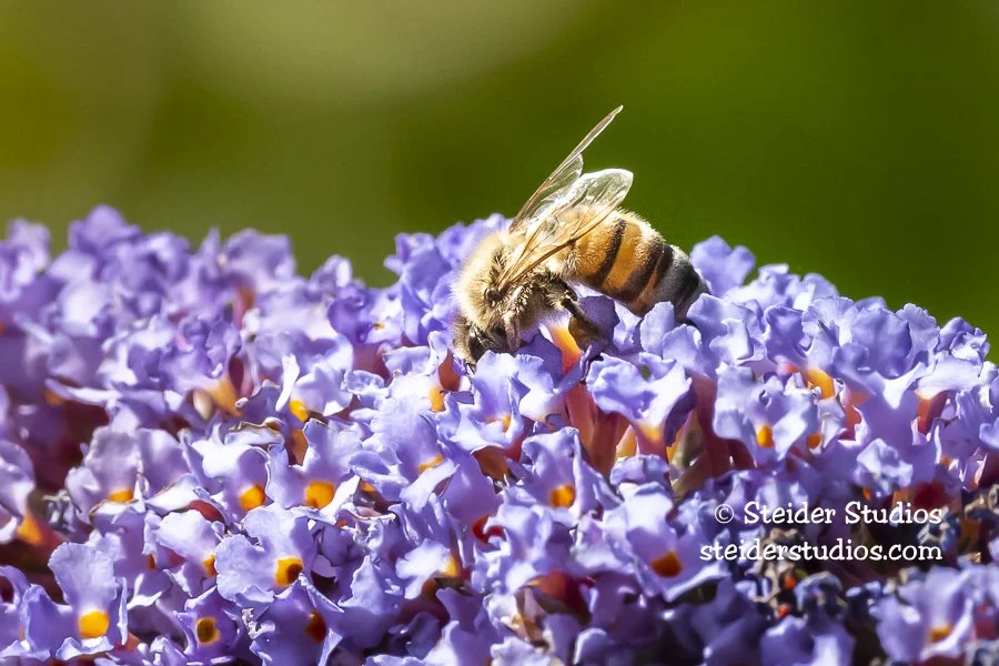 Steider Studios.Bee.8.4.20.jpg