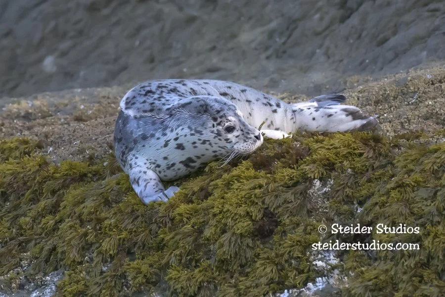Steider Studios.Harbor Seal Pup.5.18.26-2.jpg