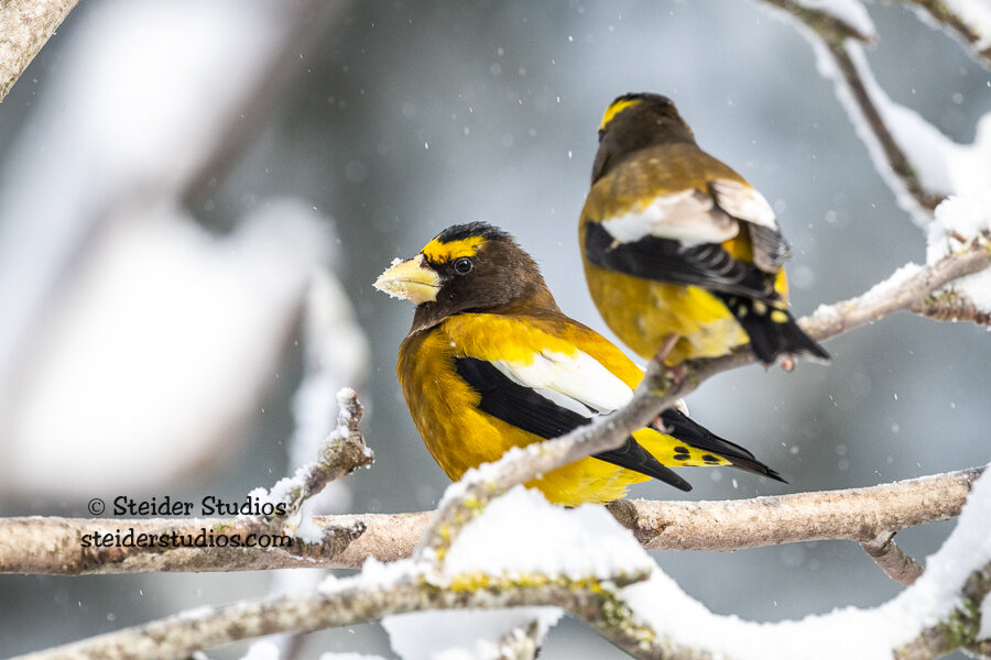 Steider Studios.Evening Grosbeak.1.14.20.jpg