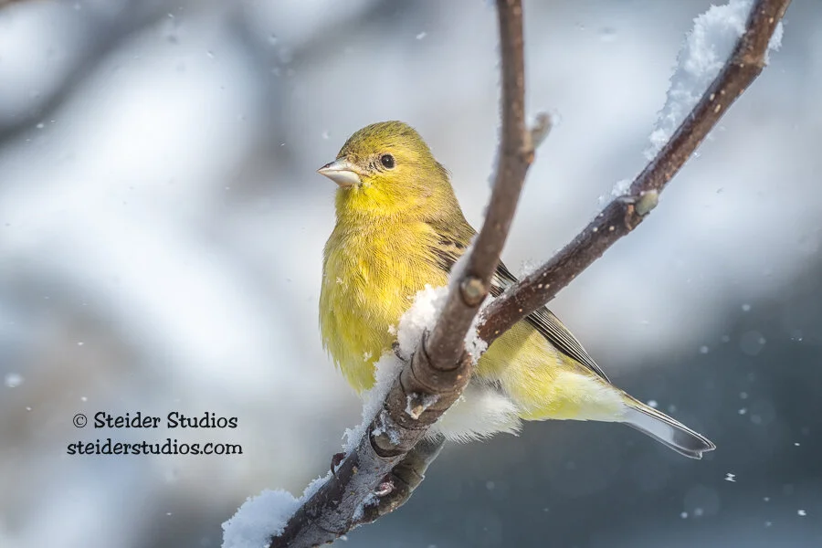 Steider Studios.Goldfinch.1.14.20.jpg