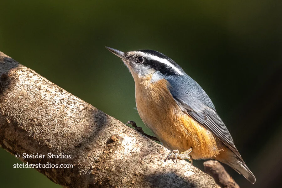 Steider Studios.red-breasted Nuthatch.3.19.20.jpg