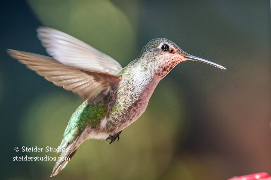 Steider Studios.Hummingbird.4.13.20.jpg