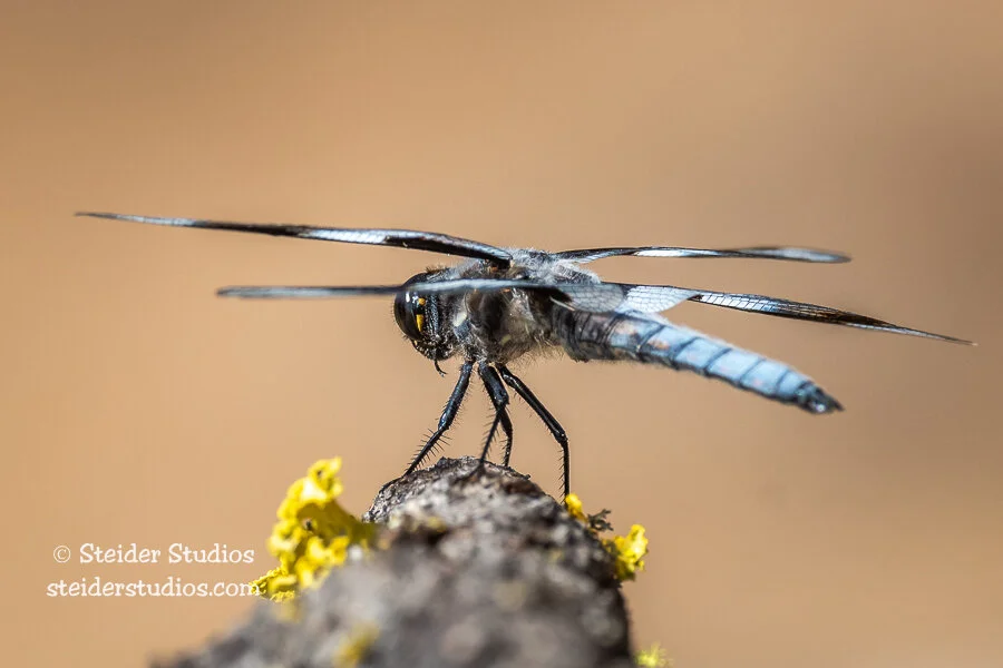 Steider Studios.Dragonfly.6.23.20.jpg