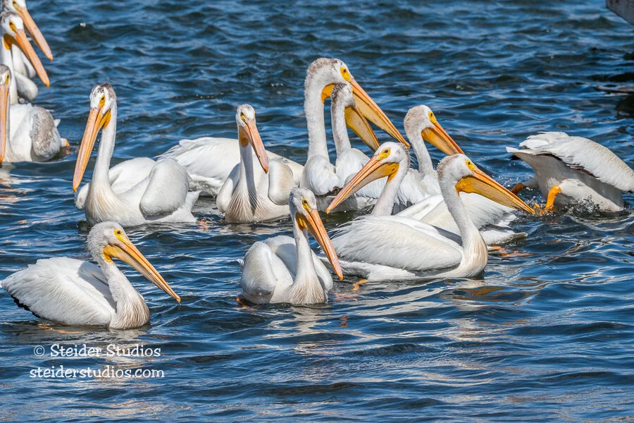 Steider Studios.Pelicans.7.7.20.jpg