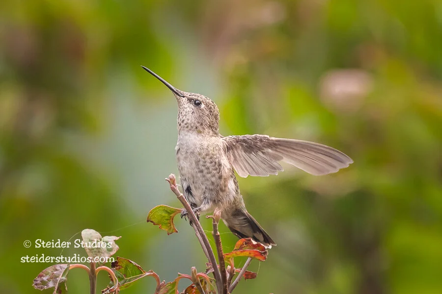 Steider Studios.Hummingbird.9.13.20.jpg