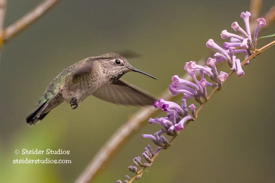 Steider Studios.Hummingbird.9.13.20-2.jpg