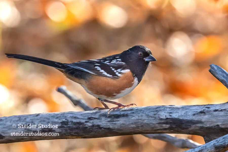 Steider Studios.Spotted Towhee.10.24.19.jpg