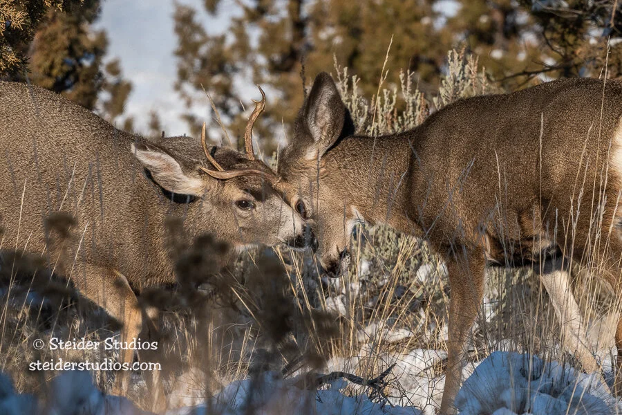 Steider Studios.Mule Deer Rut.11.29.19.jpg