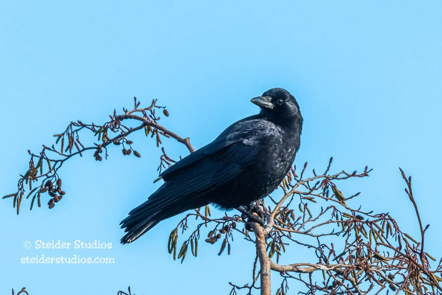 Steider Studios.Raven.12.23.19.jpg