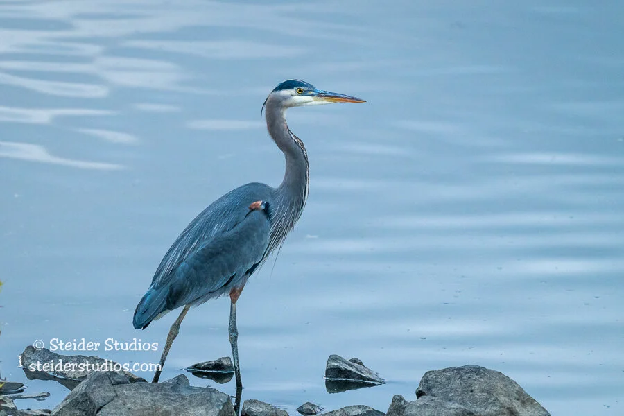 Steider Studios.Heron.12.13.19.jpg