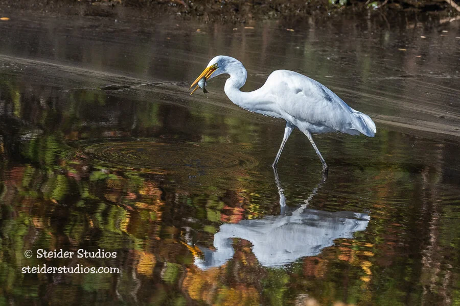 Steider Studios.Great Egret with Fish.10.24.19.jpg