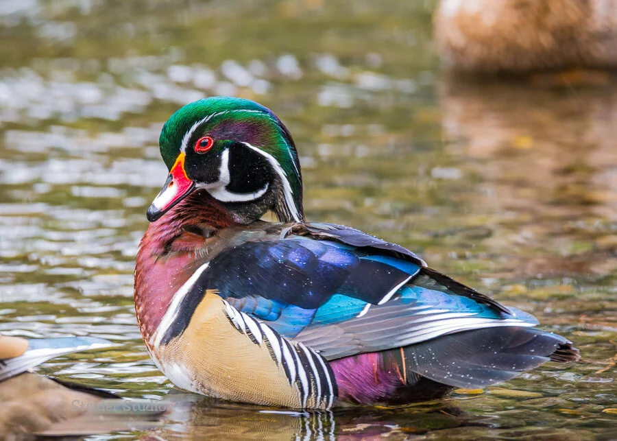 Steider Studios.Wood Duck.2.7.15.jpg