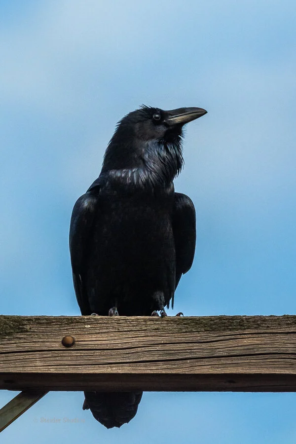 Steider Studios.Raven.11.16.19.jpg