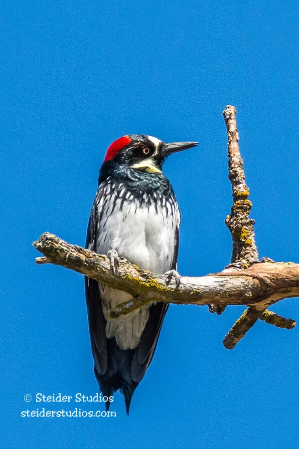 Steider Studios.Acorn.Klick.Wildlife Area.4.8.16-3.jpg